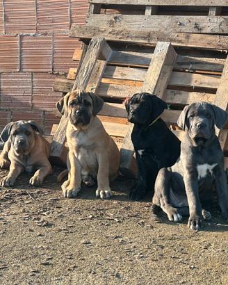 Cane Corso Italiano