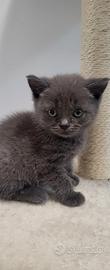 Gattina