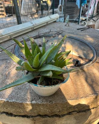 Piante