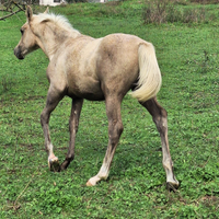 Puledro Quarab Palomino