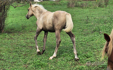 Puledro Quarab Palomino