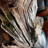 Grossa radica per addobbi giardino Natalizio