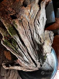 Grossa radica per addobbi giardino Natalizio