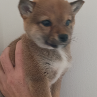 Cucciolina di Shiba inu mini