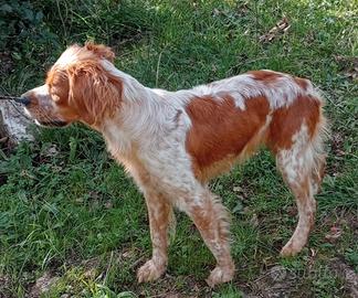 cuccioli  Breton 