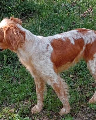 cuccioli  Breton 