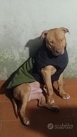 Dono cane