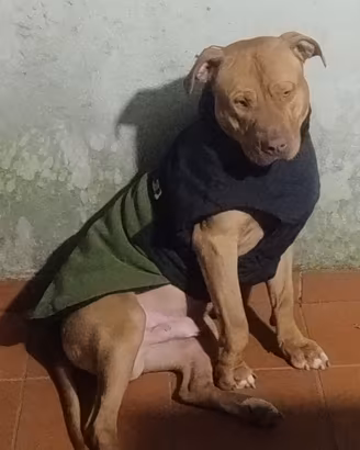 Dono cane