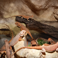 Drago Barbuto Bartagame