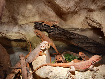 Drago Barbuto Bartagame