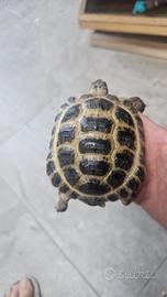 Tartaruga Russa