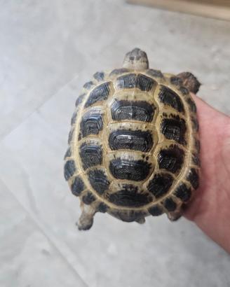 Tartaruga Russa