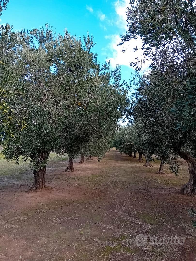 Terreno agricolo con ulivi - Vista 5