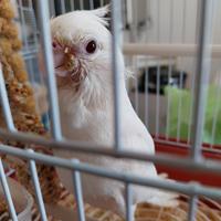 Pappagalli albino occhi rossi
