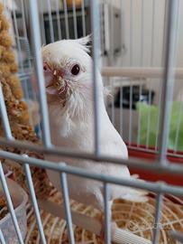 Pappagalli albino occhi rossi