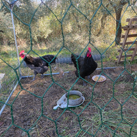 Due galli "Australorp"