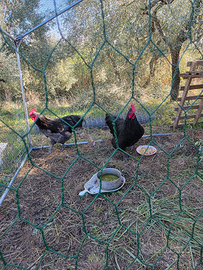 Due galli "Australorp"