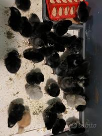 Australorp, amroks, marans,legbar,bionda P Pulcini