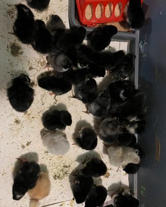 Australorp, amroks, marans,legbar,bionda P Pulcini