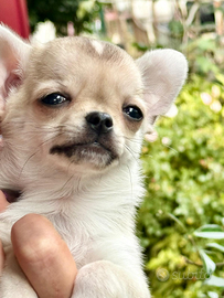 Chihuahua maschio a pelo corto