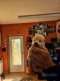 Stupenda cucciola di shiba inu