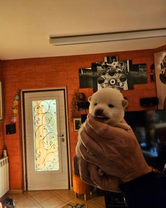 Stupenda cucciola di shiba inu