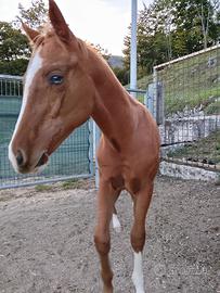 Cavallo