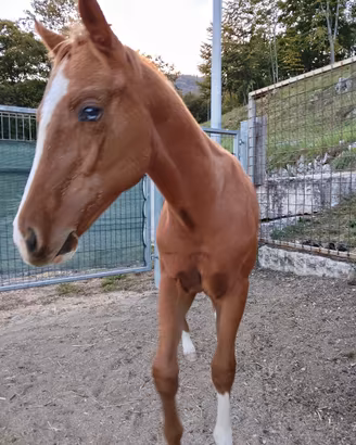 Cavallo