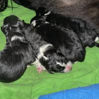 Cuccioli Border Collie