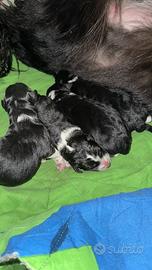 Cuccioli Border Collie