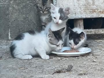 Gattini di 3 mesi