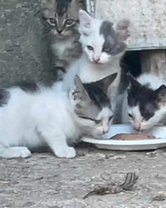 Gattini di 3 mesi