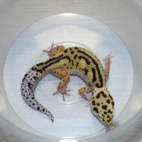Coppia gechi leopardini