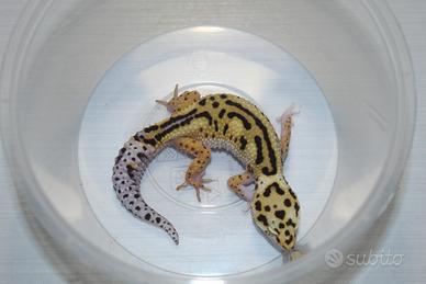 Coppia gechi leopardini