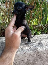 Ultimo cucciolo di chihuahua toy