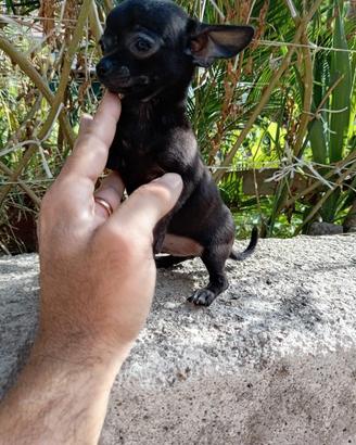Ultimo cucciolo di chihuahua toy