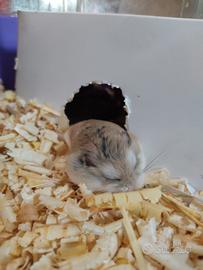 Criceti russi, Europei e Roborowsky