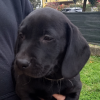 Cuccioli labrador