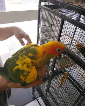Pulli conuro del sole