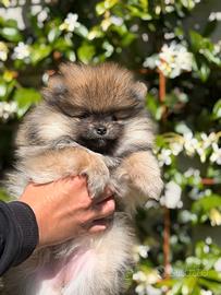 Cucciola Spitz tedesco nano Pomerania