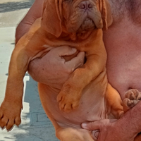 Dogue de bordeaux