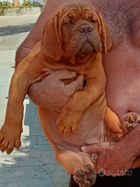 Dogue de bordeaux