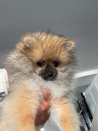 Spitz maschio 