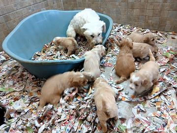 Cuccioli Maltipoo italiani taglia piccola