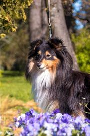 Pastore shetland il piccolo lassie in miniatura