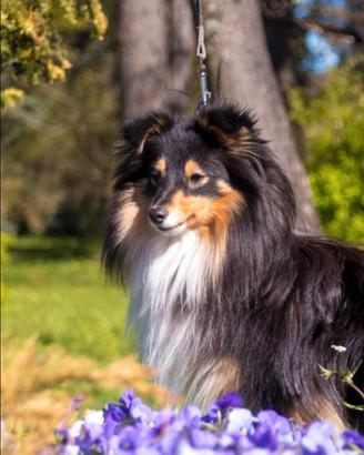 Pastore shetland il piccolo lassie in miniatura