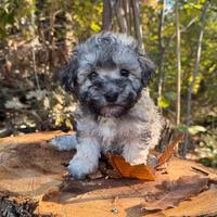 Bichon Havanesi (Havanaise) con pedigree ENCI