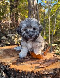 Bichon Havanesi (Havanaise) con pedigree ENCI