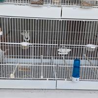 2 Gabbie  Da 90 x 40 per Cardellini Mayor 