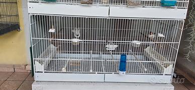 2 Gabbie  Da 90 x 40 per Cardellini Mayor 